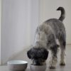 MiaCara_Tondo_Hundenapf_Taupe_Chilli