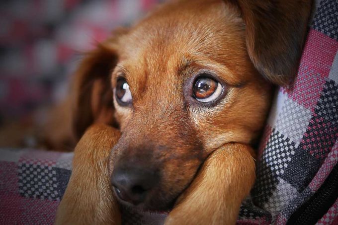 Wie sehen Hunde? Über Kurzsichtigkeit, Farbenblindheit &amp; deren Mythen!
