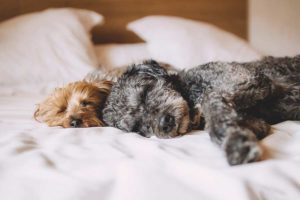 Hunde schlafen im Bett