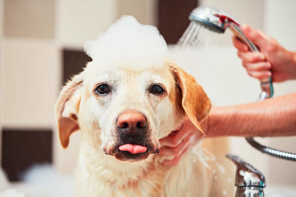 Krankheiten und Notfälle beim Hund Symptome erkennen und