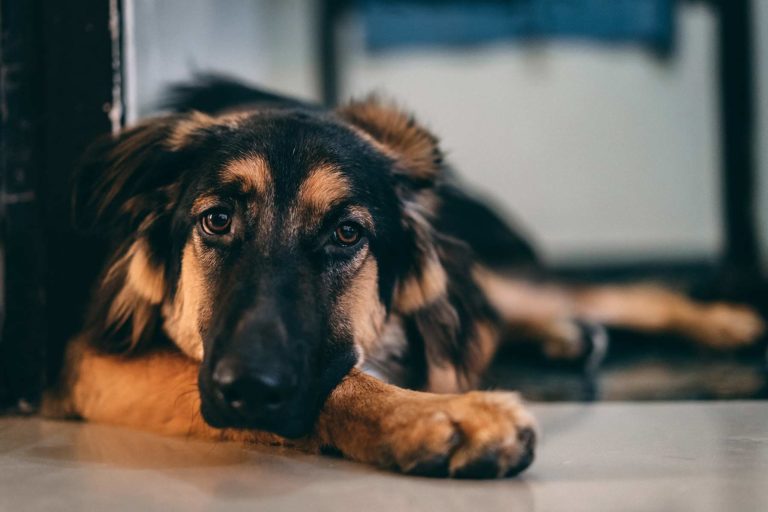 Krankheiten und Notfälle beim Hund Symptome erkennen und