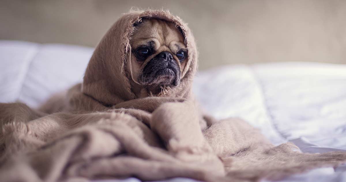 Erkältung beim Hund Symptome, Behandlung und Prävention isle of dogs