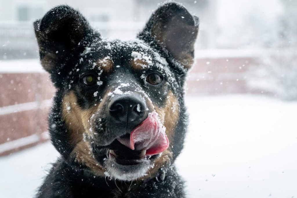 Schneefressen beim Hund leckerer Snack oder gefährliche Abkühlung