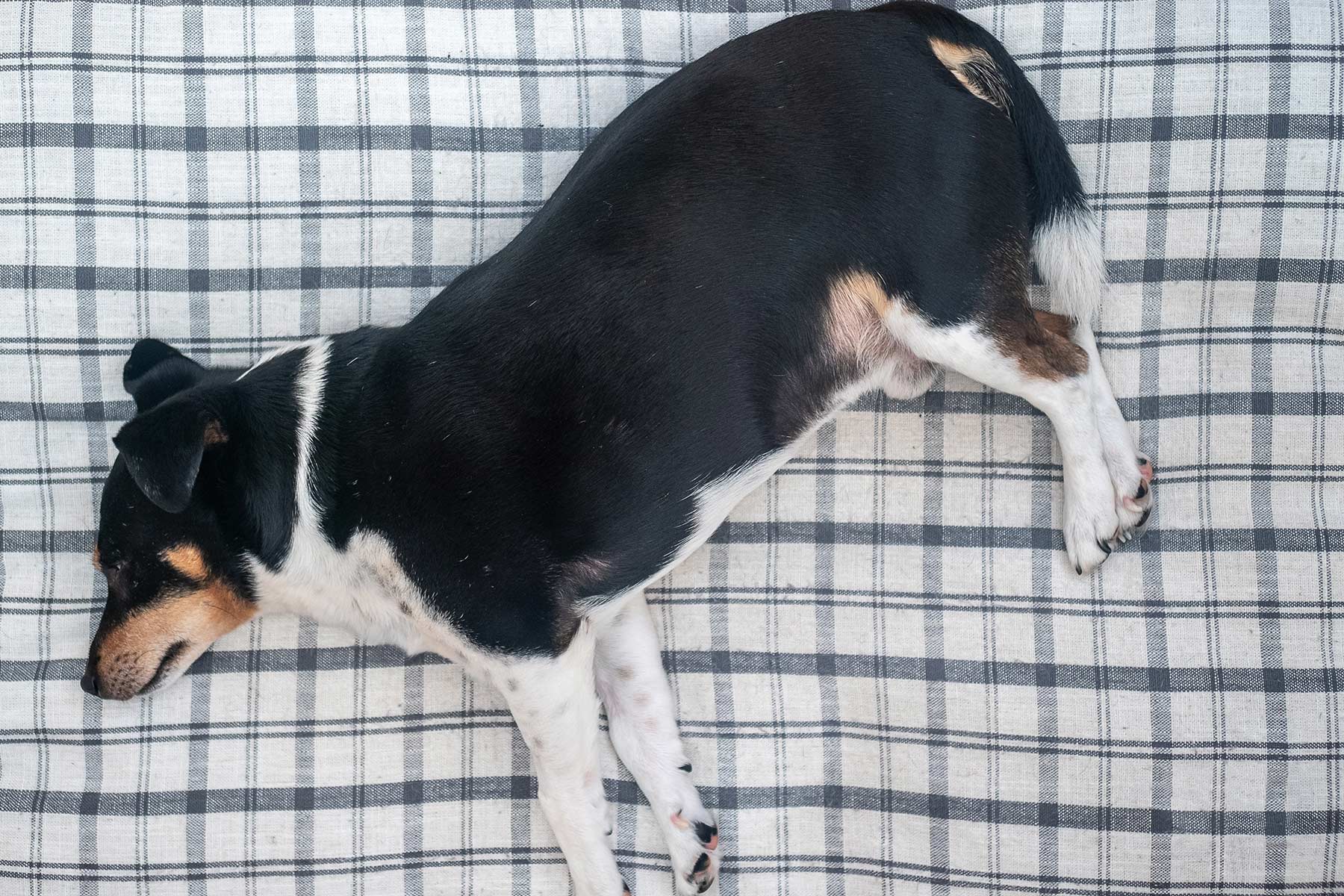 Dicker Hund liegt auf Decke