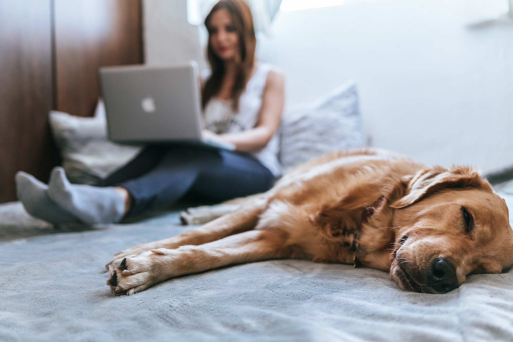 Frau am Laptop während Hund schläft
